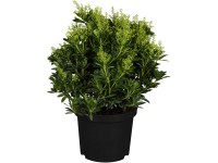 OBI japán babérhanga 