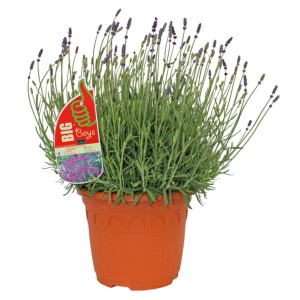 Lila GROW by OBI Levendula (Lavandula Angustifolia) cserépben, kb. 60 cm magas.