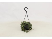 Zöldnövények függő cserépben 5-féle változatban cserépátmérő kb. 10,5 cm