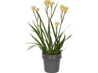 Kengurumancs válogatás magasság kb. 35-45 cm cserépát. kb. 12 cm Anigozanthos Kengurumancs válogatás magasság kb. 35-45 cm cserépát. kb. 12 cm Anigozanthos