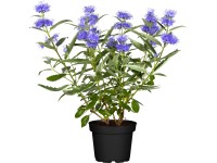 OBI angol kékszakáll kék dézsában kb. 3 l OBI angol kékszakáll kék dézsában kb. 3 l