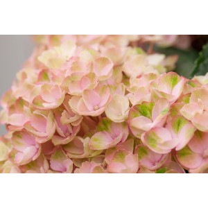 Közeli kép egy rózsaszín Magical gömbhortenziáról egy 5 literes cserépben. Finom virágú Hydrangea macrophylla.