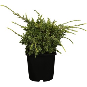 Törpe boróka 'Holger' cserépben, sárgászöld tűlevelekkel, kb. 5-10 cm magas, ideális talajtakaró.