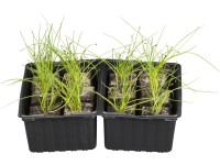 Metélőhagyma 6 pohár gyökérlabda kb. 2 cm x 2 cm Allium Schoenoprasum Metélőhagyma 6 pohár gyökérlabda kb. 2 cm x 2 cm Allium Schoenoprasum