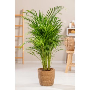 Zöld Areca pálma (Dypsis Lutescens) cserépben, szobanövény trópusi hangulathoz.
