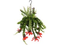 Szégyenlősvirág cserépátmérő: kb. 15 cm (Aeschynanthus)