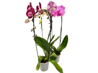 Orchidea phalaenopsis cascade 1 szárú 12 cm-es cserépben