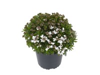 Örökzöld tatárvirág fehér cserépátmérő kb. 11 cm Iberis sempervirens