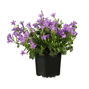 Ibolyaszínű GROW by OBI dalmát harangvirág cserépben (Ø 9 cm).