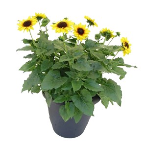 Napraforgó Sol Seeker cserépben, sárga virágok sötét közepével, kb. 40-50 cm magas.