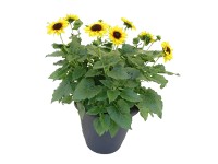 Napraforgó Napraforgó