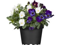 Árvácska trió cserépátmérő: kb. 13 cm Viola cornuta