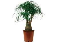 Elefántláb cserépátmérő: kb. 21 cm Elefántláb cserépátmérő: kb. 21 cm