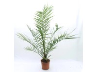 Főnix pálma Phoenix canariensis 18 cm