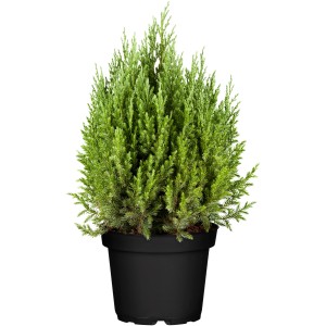 Kúp alakú, kékeszöld OBI Mooswacholder Stricta fekete cserépben, kb. 20 cm magas.