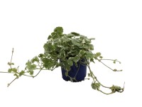 Glechoma kék 10,5 cm Glechoma kék 10,5 cm