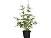 Barátcserje kék magasság kb. 40 - 60 cm cserép kb. 5 l Vitex agnus-castus Barátcserje kék magasság kb. 40 - 60 cm cserép kb. 5 l Vitex agnus-castus
