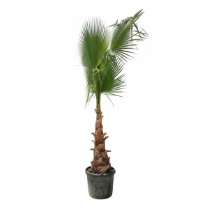 Washongtonia Robusta 21 cm