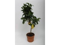 Citrus mix  20 - 22 cm