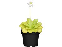 Hízóka cserépátmérő: kb. 9 cm Pinguicula Hízóka cserépátmérő: kb. 9 cm Pinguicula