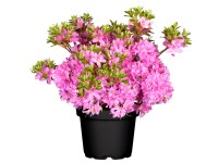 Japán azálea magassága kb. 40-50 cm cserepe kb. 5 l Rhododendron obtusum