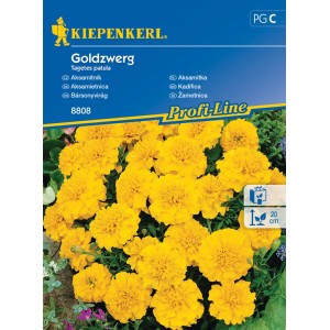 Kiepenkerl Goldzwerg Tagetes magok: Sárga bársonyvirágok ágyásokba és erkélyekre.