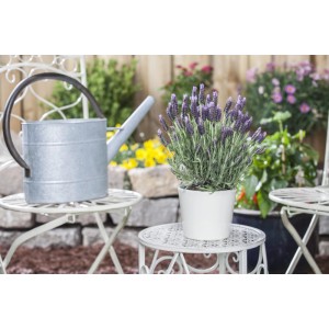 Lavandula 'Dark Anouk' törzsön, 10 cm-es cserépben, locsolókannával a kerti asztalon.