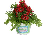 Atlantis kerti lepkevirág választható szín magasság kb. 20 cm - 35 cm Atlantis kerti lepkevirág választható szín magasság kb. 20 cm - 35 cm