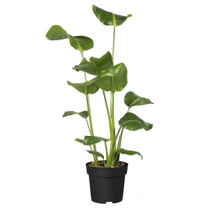 Fehér papagájvirág (Strelitzia nicolai) cserépben, kb. 100-150 cm magas, nagy zöld levelekkel.