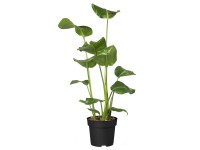 Papagájvirág magasság kb. 100-150 cm cserépátmérő kb. 24 cm Strelitzia nicolai