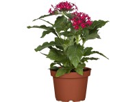 Egyiptomi csillagcsokor cserépátmérő kb. 12 cm Pentas Egyiptomi csillagcsokor cserépátmérő kb. 12 cm Pentas