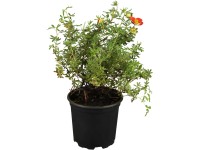OBI cserjés pimpó piros magasság 30 - 40 cm cserép kb. 3 l Potentilla fruticosa