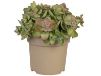 Kaukázusi varjúháj, rózsaszín, cserépátmérő: kb. 13 cm, Sedum