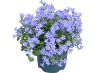 Dalmát harangvirág cserépátmérő: kb. 10,5 cm Campanula portenschlagiana Dalmát harangvirág cserépátmérő: kb. 10,5 cm Campanula portenschlagiana