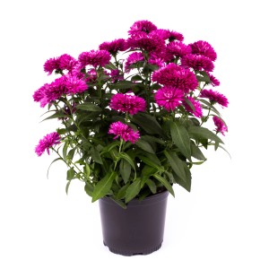 Cserepes őszirózsa hibrid, kb. 15-25 cm magas, rózsaszín virágokkal. Virágzó ágyás- és dézsás növény.