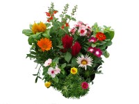 Nyári virágok 10,5 cm-es cserépben Nyári virágok 10,5 cm-es cserépben