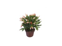 Karácsonyi kaktusz Flame narancssárga kb. 15-25 cm Schlumbergera Karácsonyi kaktusz Flame narancssárga kb. 15-25 cm Schlumbergera