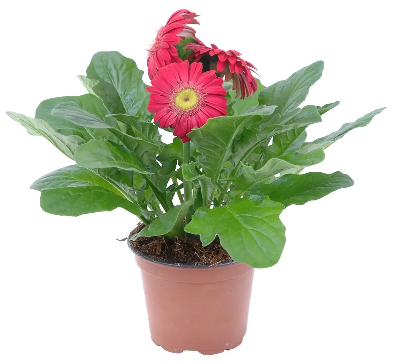 Gerbera rózsaszín cserépátmérő: kb. 12 cm