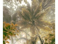 Komar fotótapéta Palms Panorama 300 cm x 250 cm