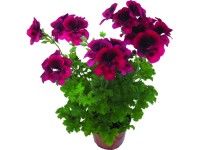 Angol muskátli 12 cm-es cserépben