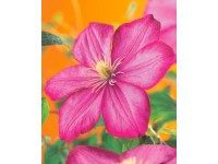 Kerti iszalag Kerti iszalag