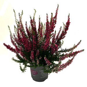 Calluna vulgaris csarab cserépben, különböző színekben.