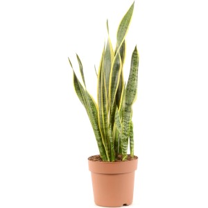 Szobai kígyózó Laurentii cserépben, zöld szobanövény sárga szegéllyel, kb. 60-70 cm magas.