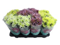 Krizantém Spider mix 14 cm Krizantém Spider mix 14 cm