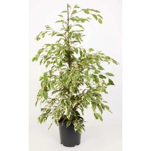 Cserepes, tarkalevelű Ficus Benjamina (fikusz), kb. 95-105 cm magas, zöld-fehér levelekkel.
