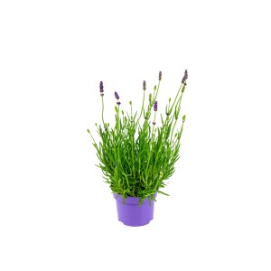 Igazi levendula lila cserépben, kb. 10,5 cm-es cserépátmérő. Illatos, lila virágok.