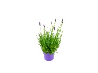 Közönséges levendula lila cserépátmérő kb. 10,5 cm Lavandula angustifolia