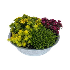 Sedum trió cink edényben, beültetett tál sárga, zöld és piros varjúhájjal.