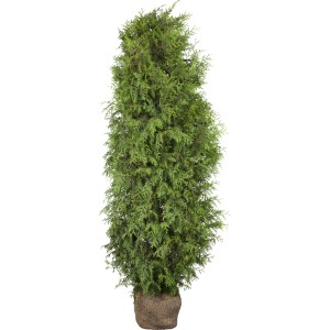 Brabant tuja, kb. 80-100 cm magas, gyökérlabdás. Ideális sövénynövény.