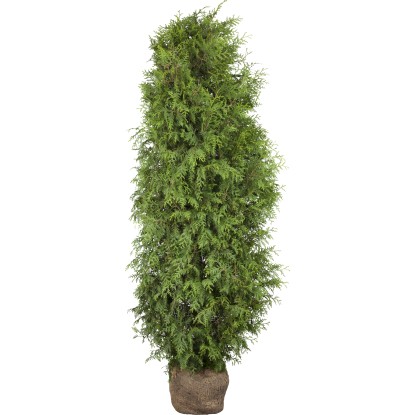 "Brabant" tuja készlet 30 darab magasság kb. 80-100 cm bálaáru Thuja